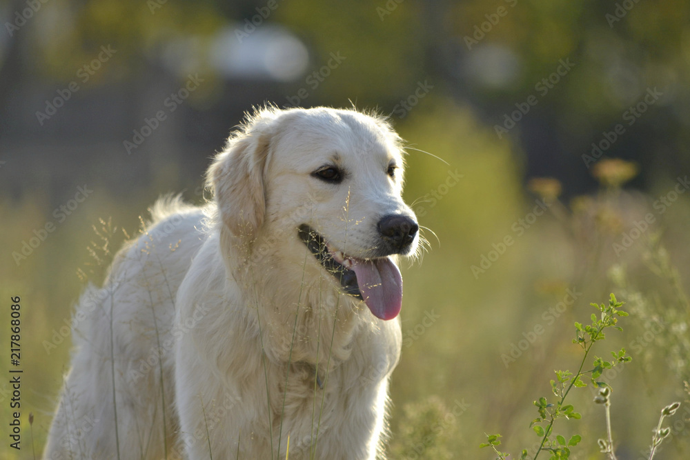 Sunstroke, health of pets in the summer. Labrador retriever. How to protect your dog from overheating.Training of dogs. Young energetic dog on a walk. Whiskers, portrait, closeup. Enjoying, playing Sunstroke, health of pets in the summer. Labrador retriever. How to protect your dog from overheating.Training of dogs. Young energetic dog on a walk. Whiskers, portrait, closeup. Enjoying, playing