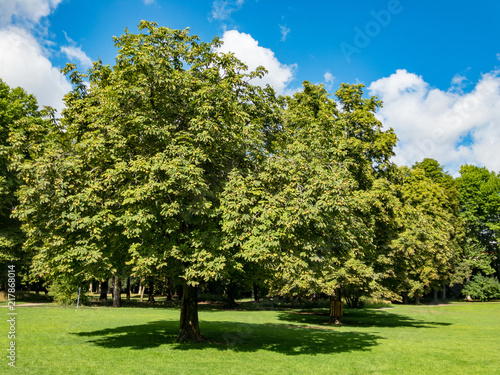 chestnut trees