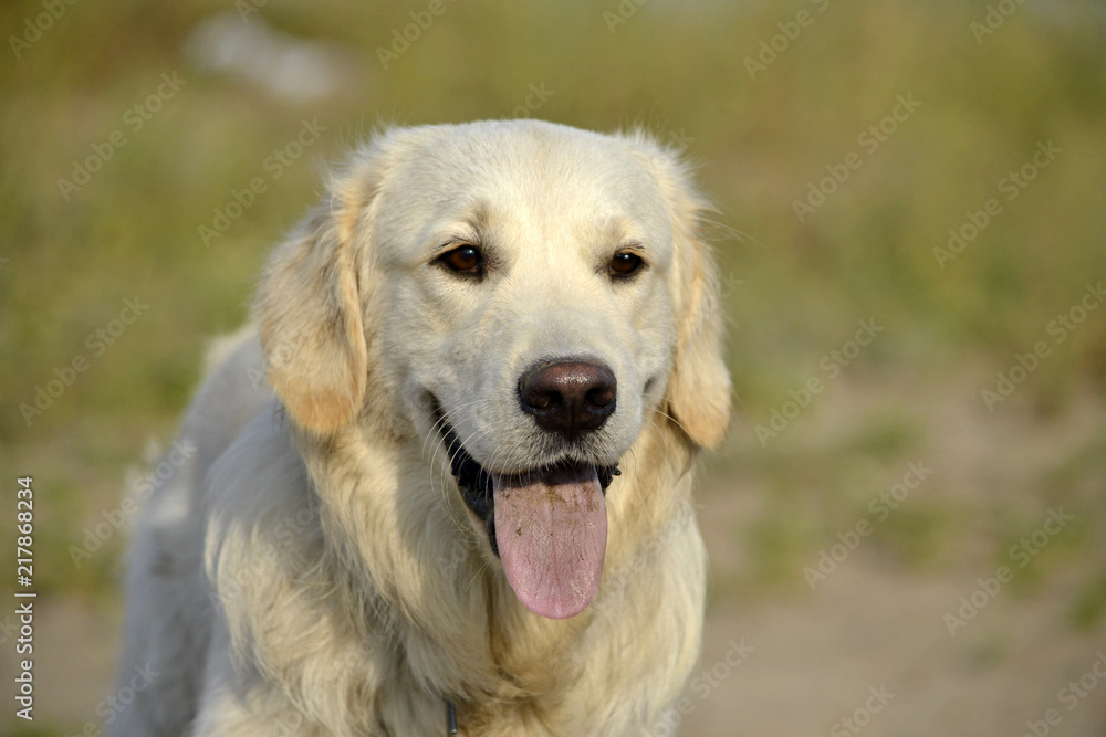 Sunstroke, health of pets in the summer.  Labrador retriever. How to protect your dog from overheating.Training of dogs.  Young energetic dog on a walk. Whiskers, portrait, closeup. Enjoying, playing 