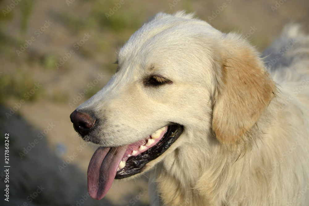 Sunstroke, health of pets in the summer. Labrador retriever. How to protect your dog from overheating.Training of dogs. Young energetic dog on a walk. Whiskers, portrait, closeup. Enjoying, playing Sunstroke, health of pets in the summer. Labrador retriever. How to protect your dog from overheating.Training of dogs. Young energetic dog on a walk. Whiskers, portrait, closeup. Enjoying, playing