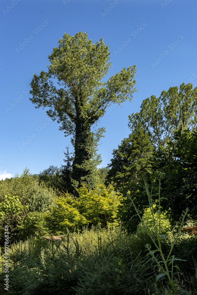 a tall, beautiful tree with green leaves and a huge trunk growing on a meadow near the forest a tall, beautiful tree with green leaves and a huge trunk growing on a meadow near the forest