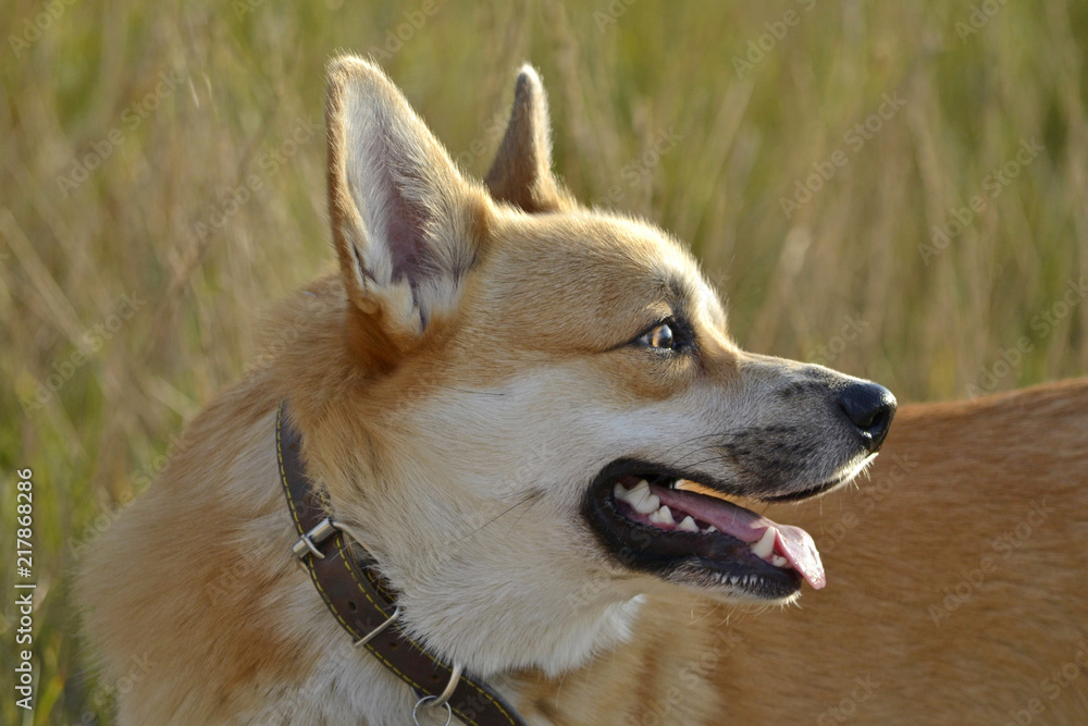 Sunstroke, health of pets in the summer.  Corgi pembroke. How to protect your dog from overheating.Training of dogs.  Young energetic dog on a walk. Whiskers, portrait, closeup. Enjoying, playing, run