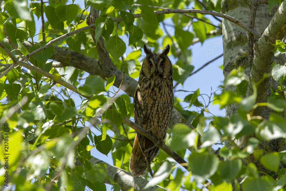 Obraz premium Waldohreule auf Pappelbaum