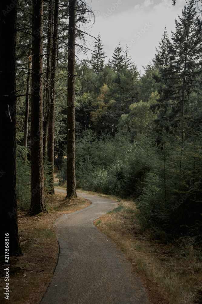 Fototapeta premium forest road
