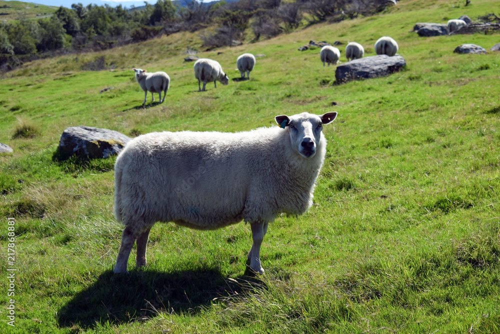 A herd of sheep graze on the green slope of the hill. Sheep breeding in Norway. A herd of sheep graze on the green slope of the hill. Sheep breeding in Norway.