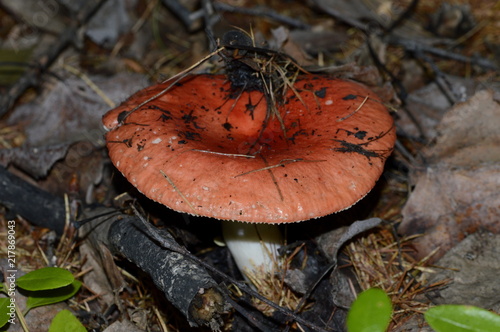 red russula in the shady woods