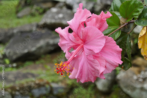 Photography Hibiscus flower from mallow family, Malvaceae, Indonesia