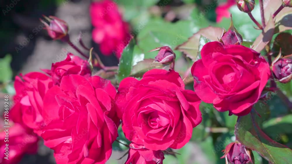 19096_Closer_look_of_the_three_red_bloomed_roses.mov 19096_Closer_look_of_the_three_red_bloomed_roses.mov