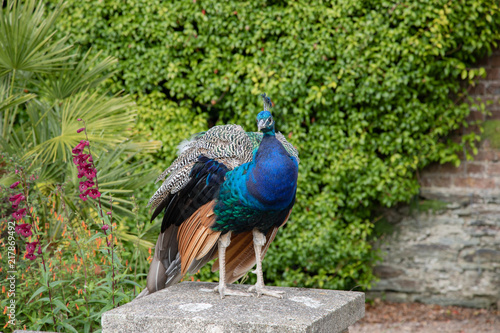 Wallpaper Mural Watching the garden Torontodigital.ca