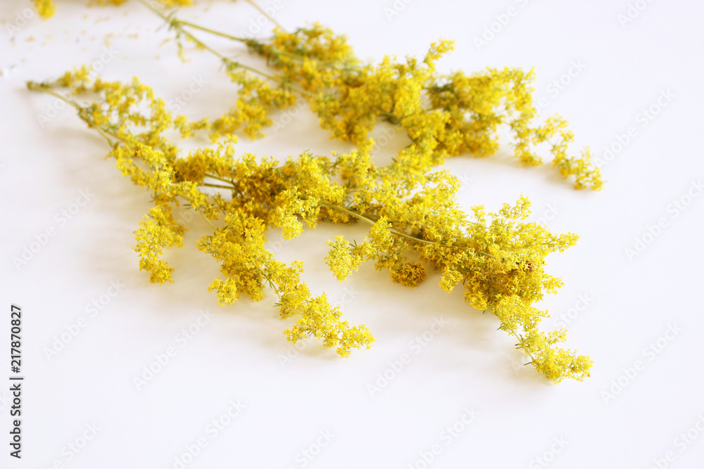 Dried galum verum lady's bedstraw or yellow bedstraw, isolated on white. Galum verum is a herbaceous perennial plant. Healthy plant.