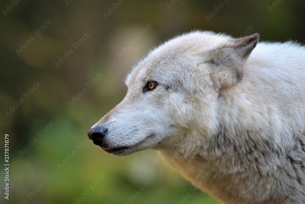 Wolf Wolf