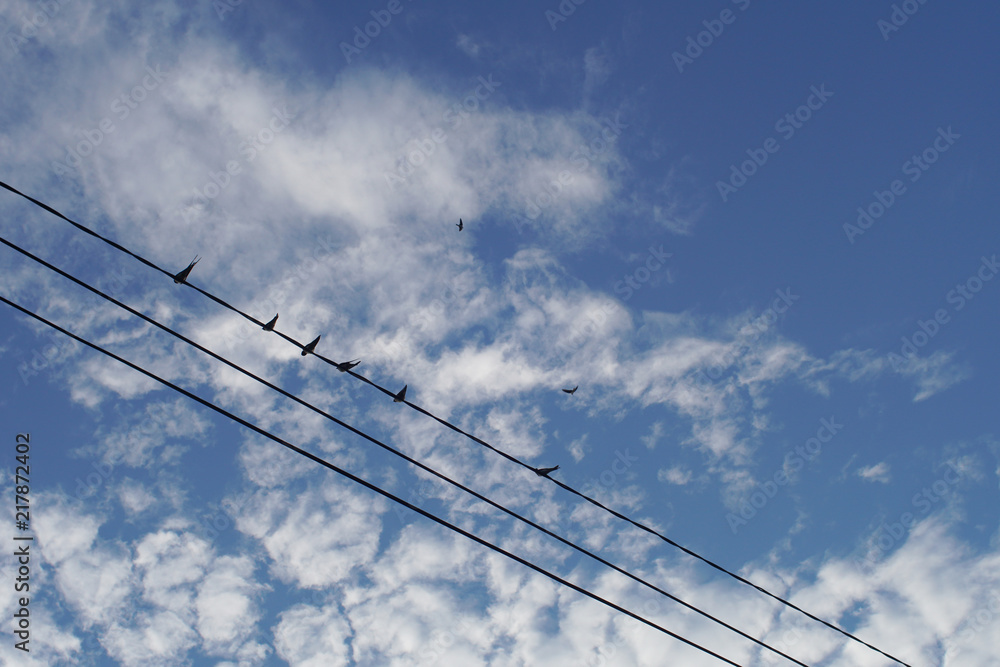 Pigeons on a wire, blue cloudy sky background Pigeons on a wire, blue cloudy sky background