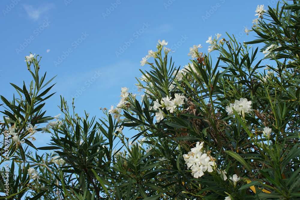 White flower Oleander birch with a blue sky background White flower Oleander birch with a blue sky background