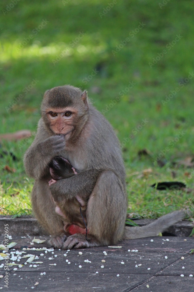 Animals, baby monkey snuggles to its mother, they are in KUM PHA WA PI park, at UDONTHANI province THAILAND. Animals, baby monkey snuggles to its mother, they are in KUM PHA WA PI park, at UDONTHANI province THAILAND.