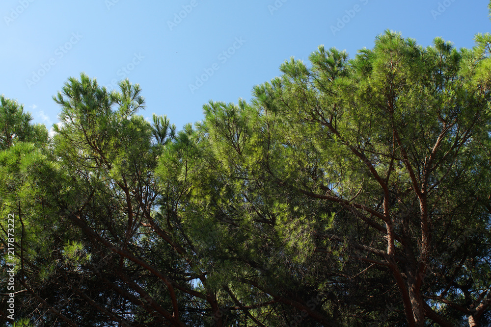 Seaside green pine trees with a sky in the background Seaside green pine trees with a sky in the background