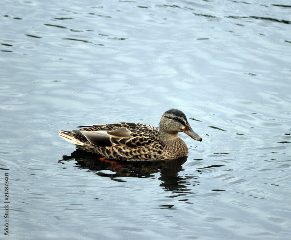 duck, bird duck, bird