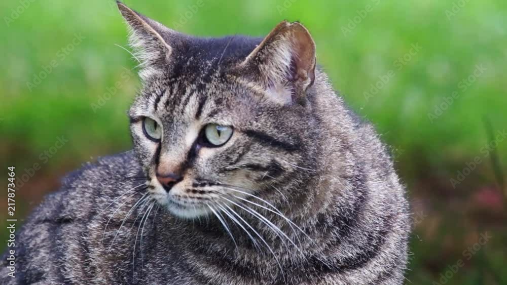 Portrait of a serious cat against a background of defocused green grass. The cat sits under the table of a street cafe. Portrait of a serious cat against a background of defocused green grass. The cat sits under the table of a street cafe.