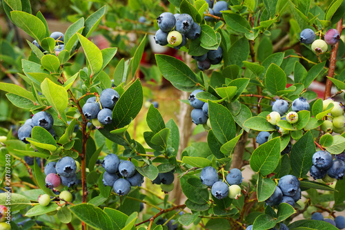 blueberries plant with fruits photo