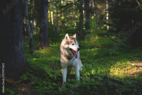 Profile Portrait of free and beautiful dog breed siberian husky standing in the green mysterious forest and at sunset