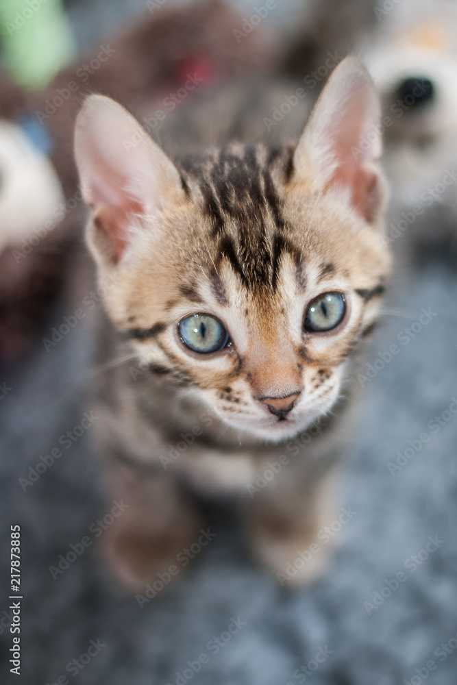 Bengal Kitten looking up Bengal Kitten looking up
