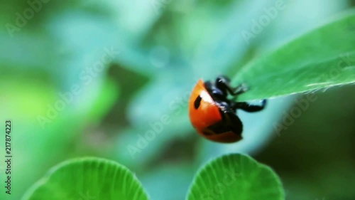 Ladybugs Ladybirds walks on a grass photo