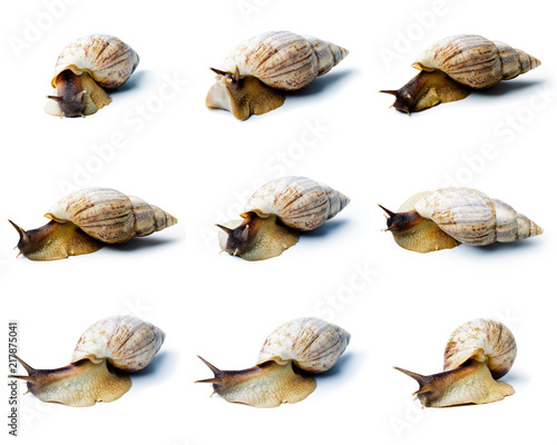 Giant african snail isolated on white background. Set of a giant african snail.