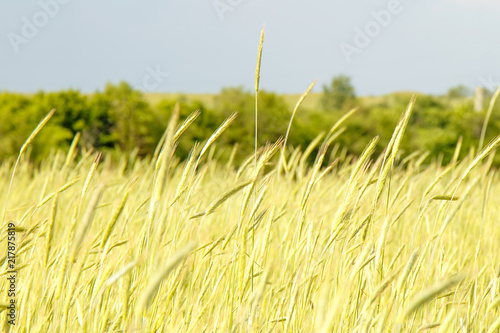 Cereal plants ripen on the field close up photo