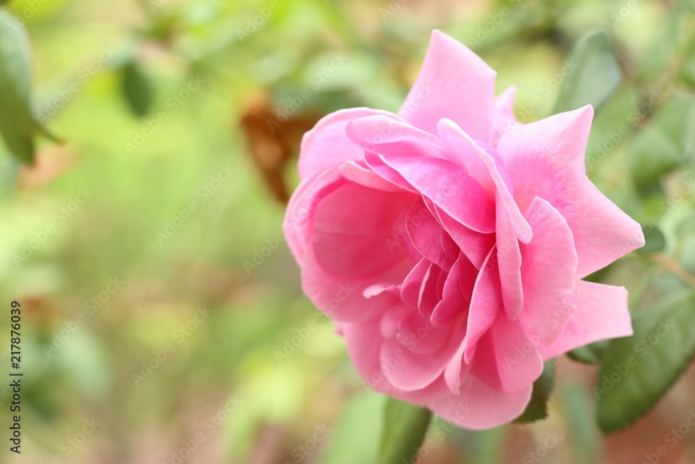 Pink rose in tropical