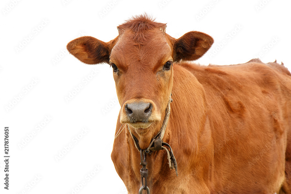 young brown calf on white background closeup young brown calf on white background closeup