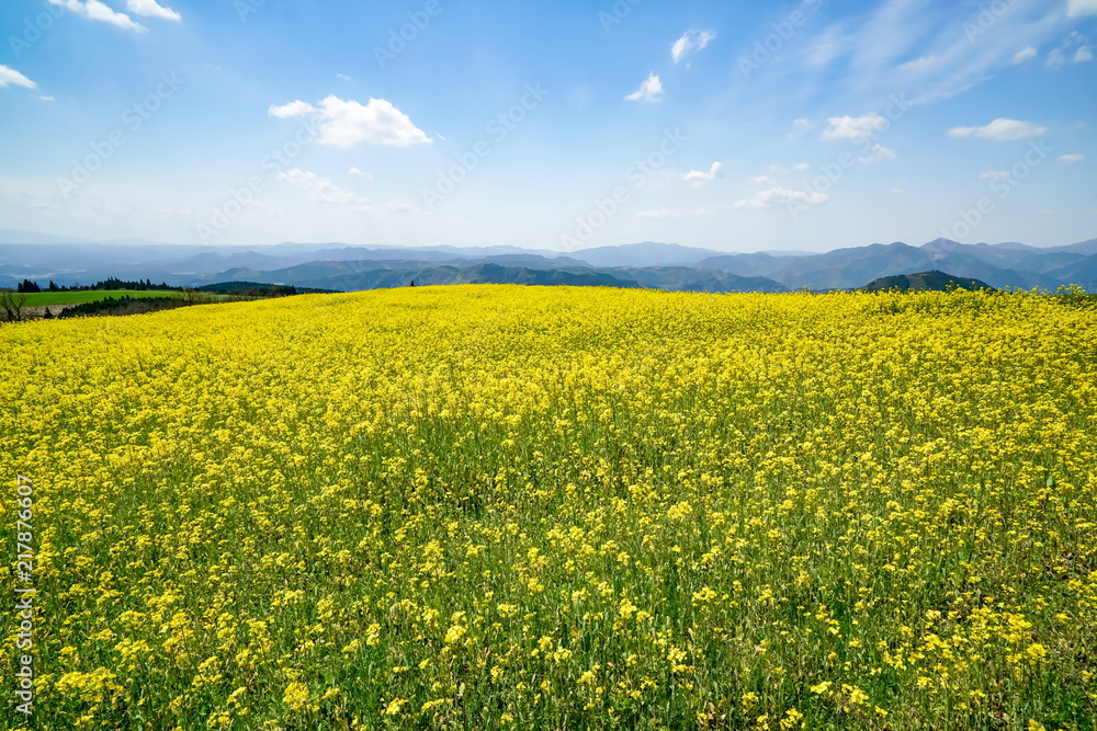 菜の花 亀石峠 菜の花 亀石峠