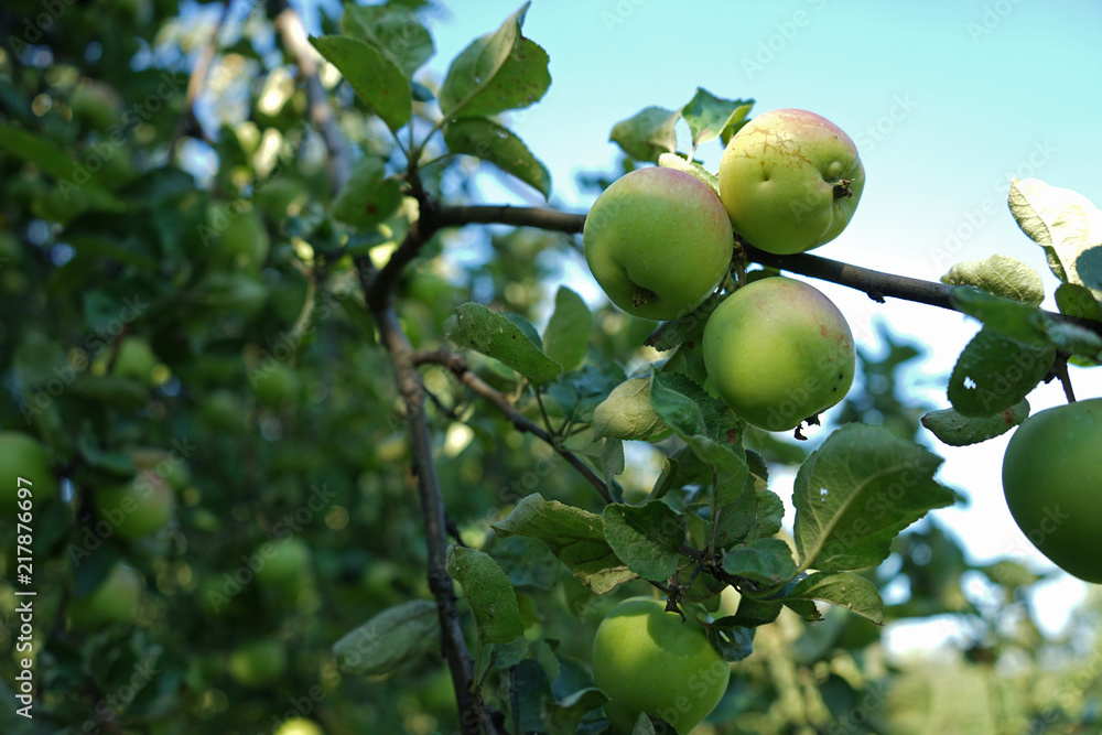 Green apples growing on a tree branch in the apple orchard.