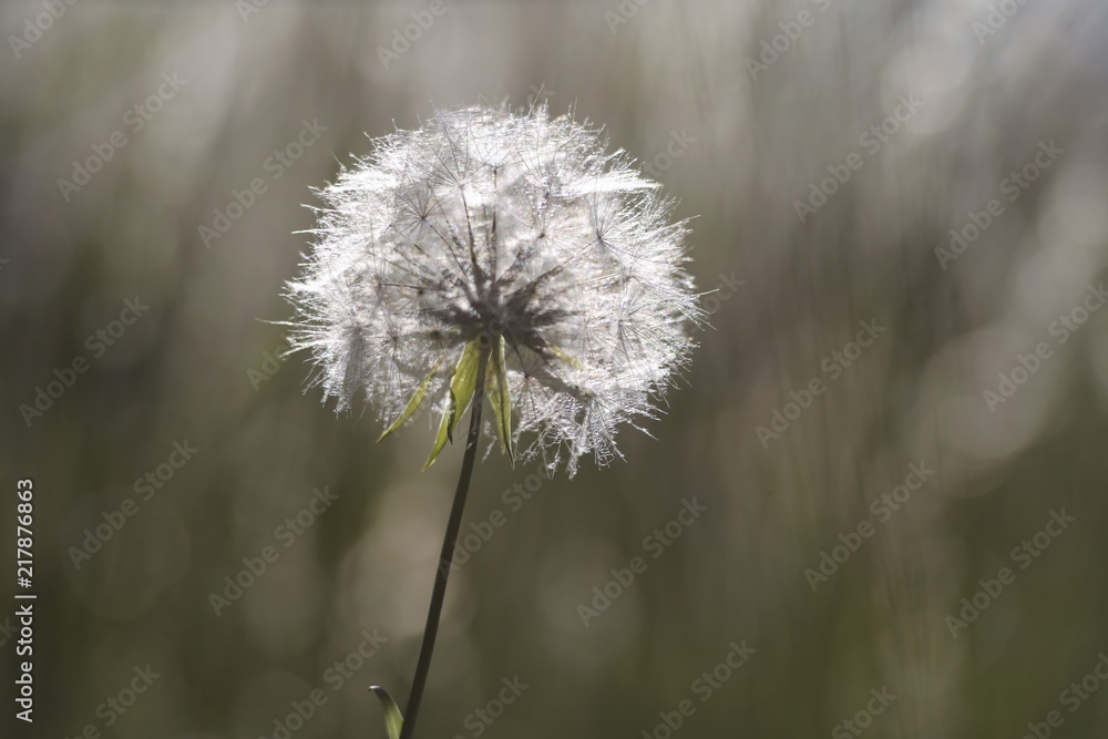 Obraz premium Pusteblume