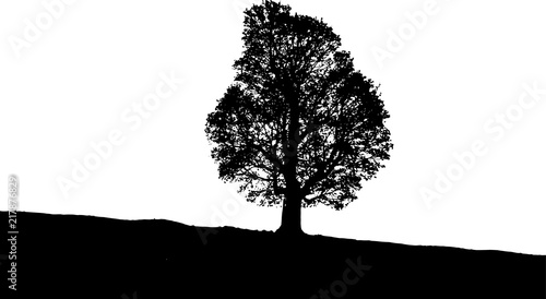 beautiful tree silhouette