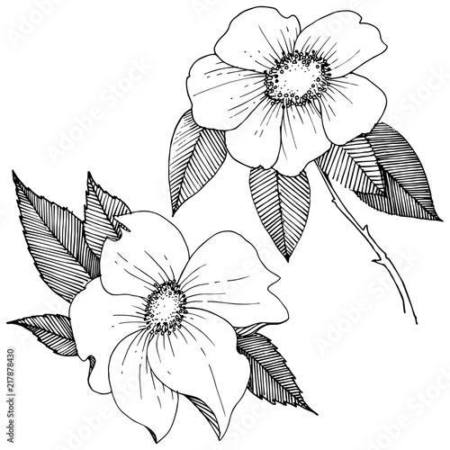 Wild rose in a vector style isolated. Full name of the plant: rose. Vector flower for background, texture, wrapper pattern, frame or border.