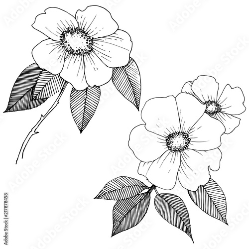 Wild rose in a vector style isolated. Full name of the plant: rose. Vector flower for background, texture, wrapper pattern, frame or border.