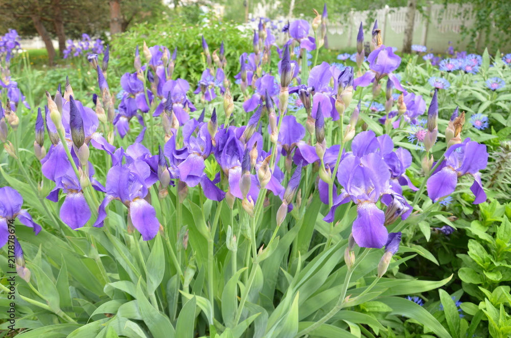 iris iris