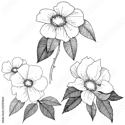 Wild rose in a vector style isolated. Full name of the plant: rose. Vector flower for background, texture, wrapper pattern, frame or border.
