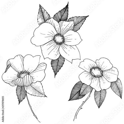 Wild rose in a vector style isolated. Full name of the plant: rose. Vector flower for background, texture, wrapper pattern, frame or border.