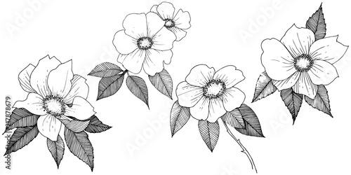 Wild rose in a vector style isolated. Full name of the plant: rose. Vector flower for background, texture, wrapper pattern, frame or border.