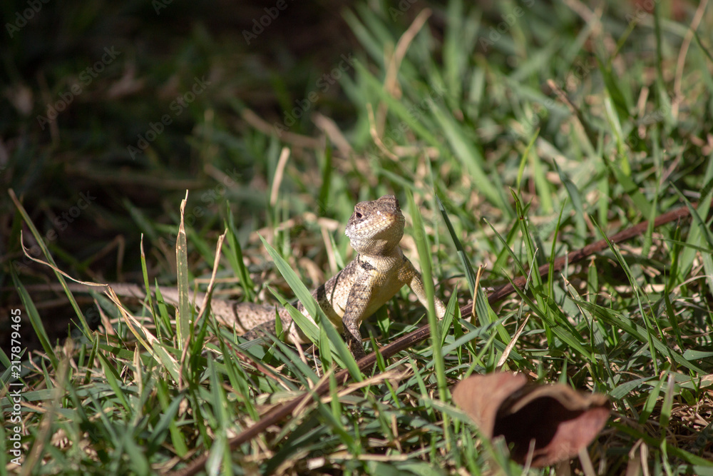 Lagarto Teiu Lagarto Teiu