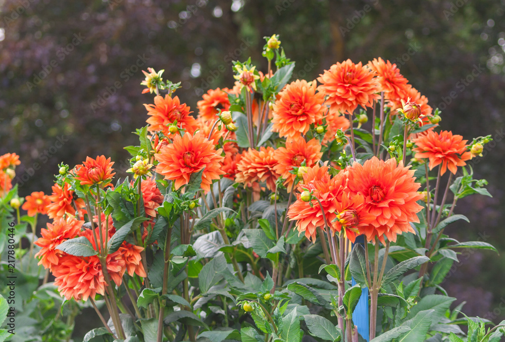 asteraceae dahlia cultorum grade mrs. Eileen profuse and showy vibrant orange flowers set against the lush green foliage, bush grows in the garden, is lit by sunlight, summer or early autumn asteraceae dahlia cultorum grade mrs. Eileen profuse and showy vibrant orange flowers set against the lush green foliage, bush grows in the garden, is lit by sunlight, summer or early autumn