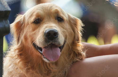 portrait of a golden retriever sits near the legs of a girl, summer day, open mouth
