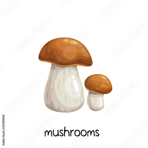Porcini mushrooms or Boletus edulis