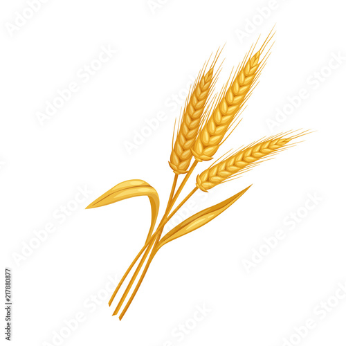 rye or wheat spikelets