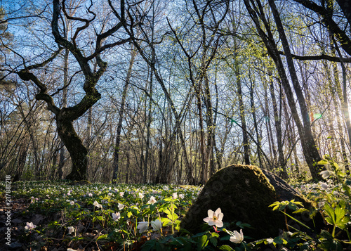 Wood anemone field photo