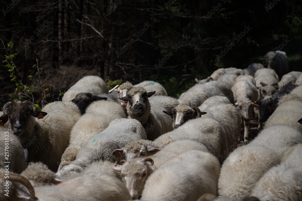 Flock of sheep walking in the forest road Flock of sheep walking in the forest road