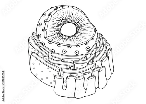 Line art of educational illustration of Nucleus consist of Chomatin, nuclear pore, nucleolus,nuclear membrane,endoplasmic reticulum and ribosomes for teaching and studies or can be coloring book page  photo