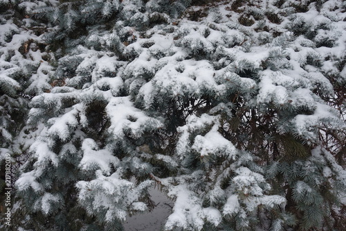 Evergreen branches of Picea pungens covered with snow in winter © Anna