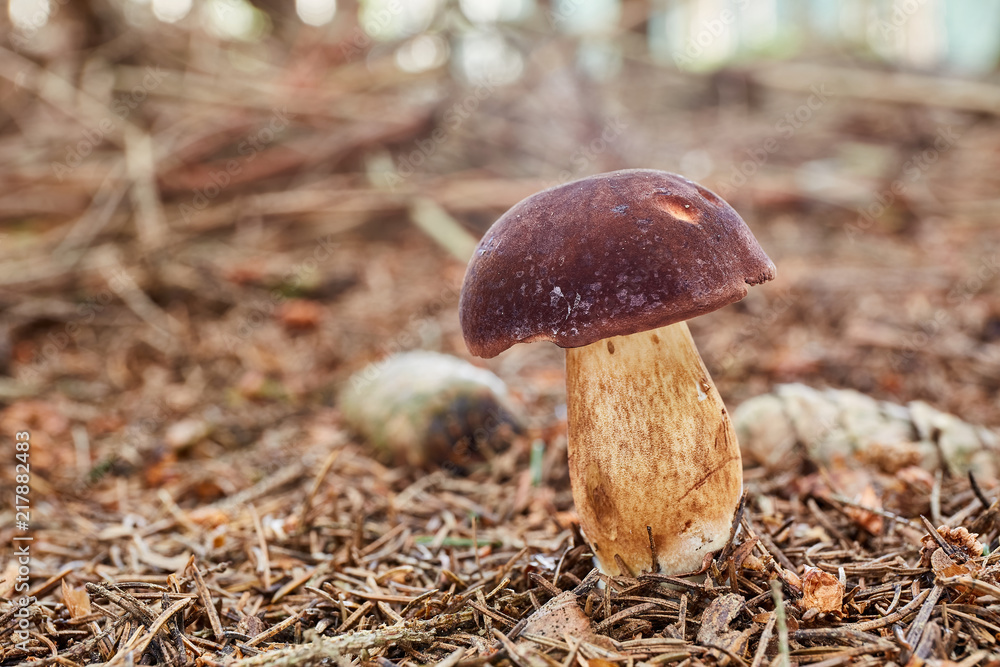 Imleria badia. Fungus in the natural environment. Imleria badia. Fungus in the natural environment.