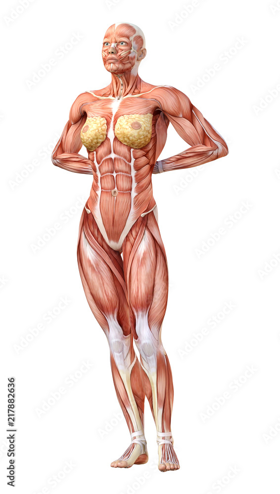 3D Rendering Female Anatomy Figure on White 3D Rendering Female Anatomy Figure on White